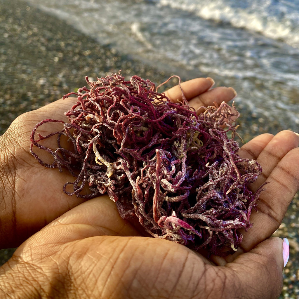 Jamaican Purple Gold Sea Moss (Raw, Wildcrafted) 2oz - Jahno Herbs