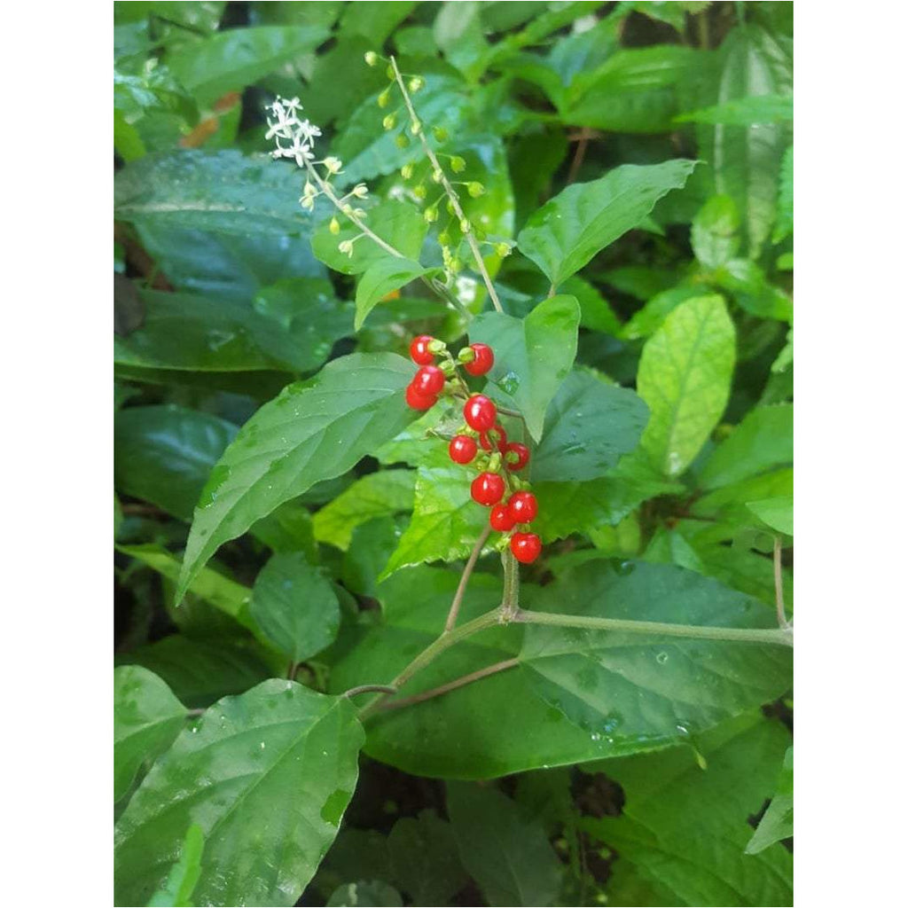 Jamaican Dog Blood Herb (Fertility Bush) Rivina Humilis - Jahno Herbs