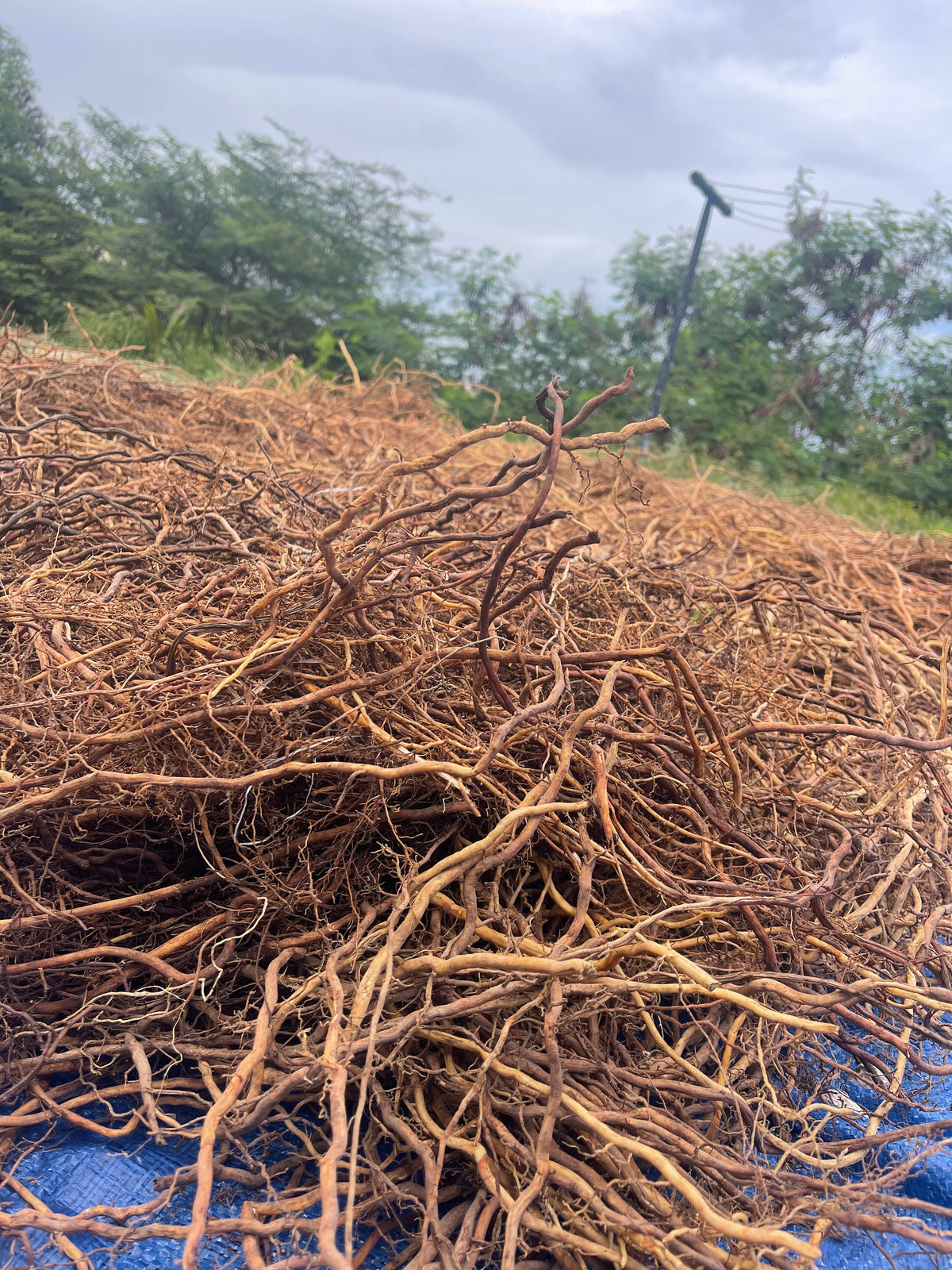 Jamaican Sarsaparilla Root, wildcrafted Dried, cut and sifted