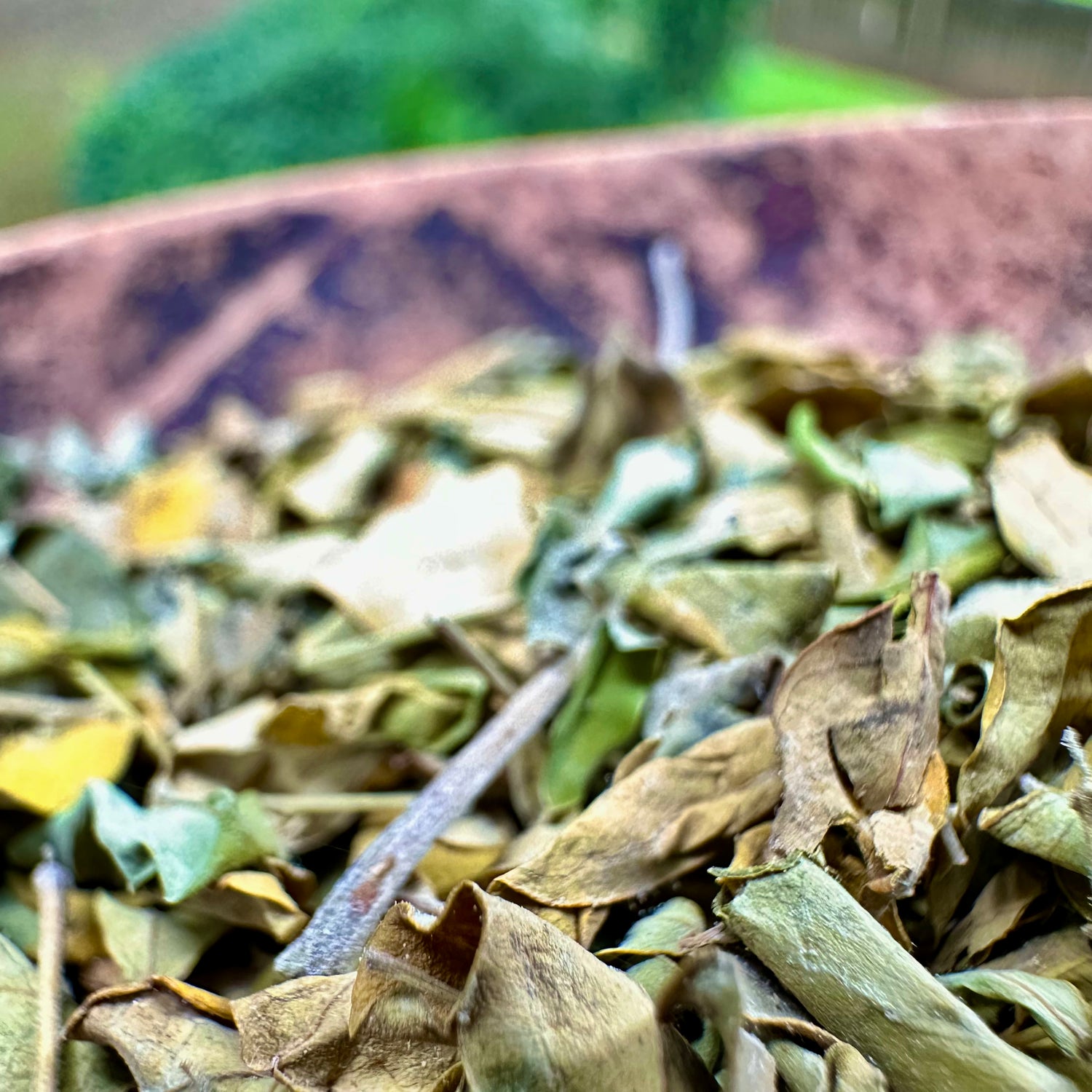 Jamaican Moringa Leaves