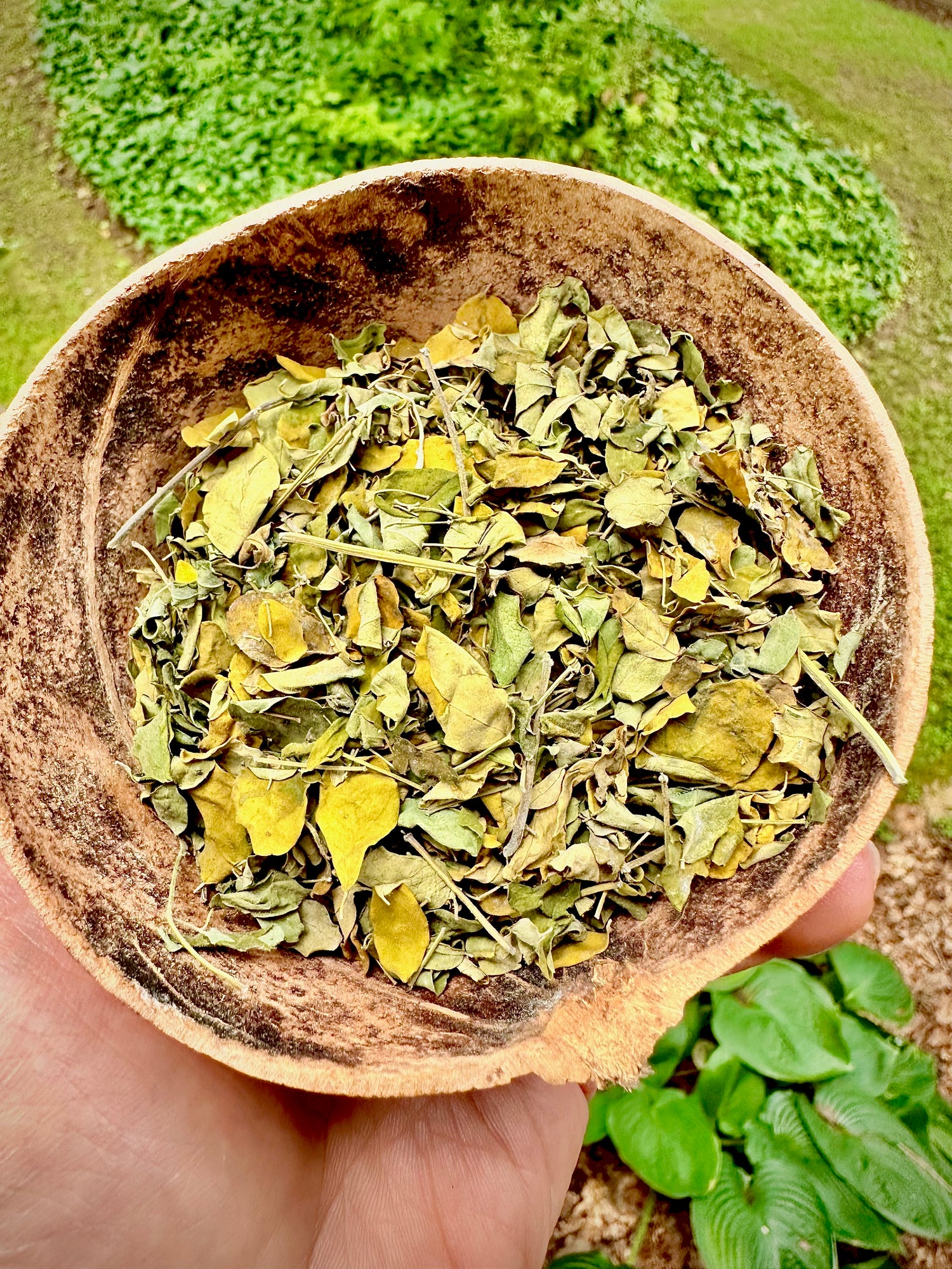 Jamaican Moringa Leaves