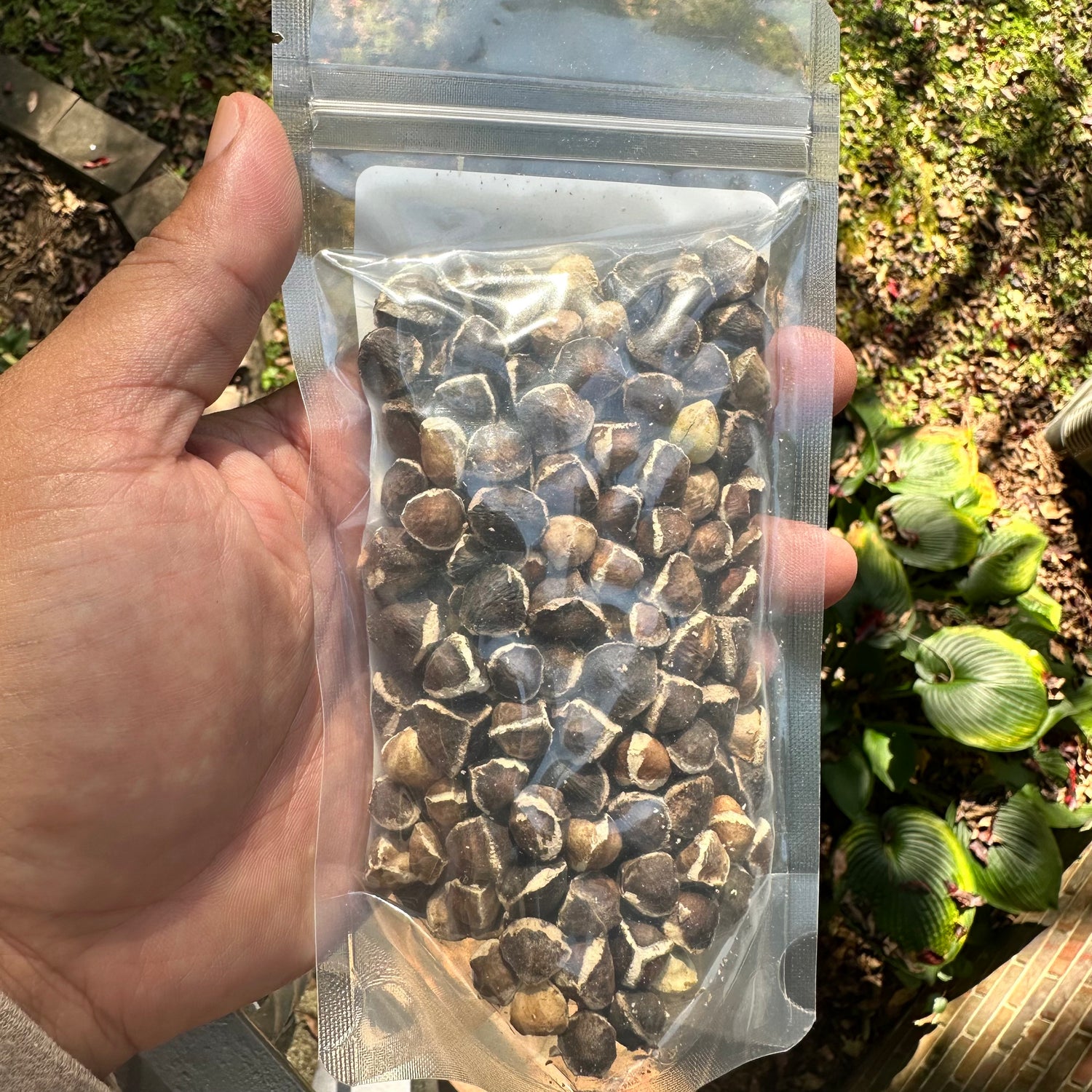Jamaican Moringa Seeds