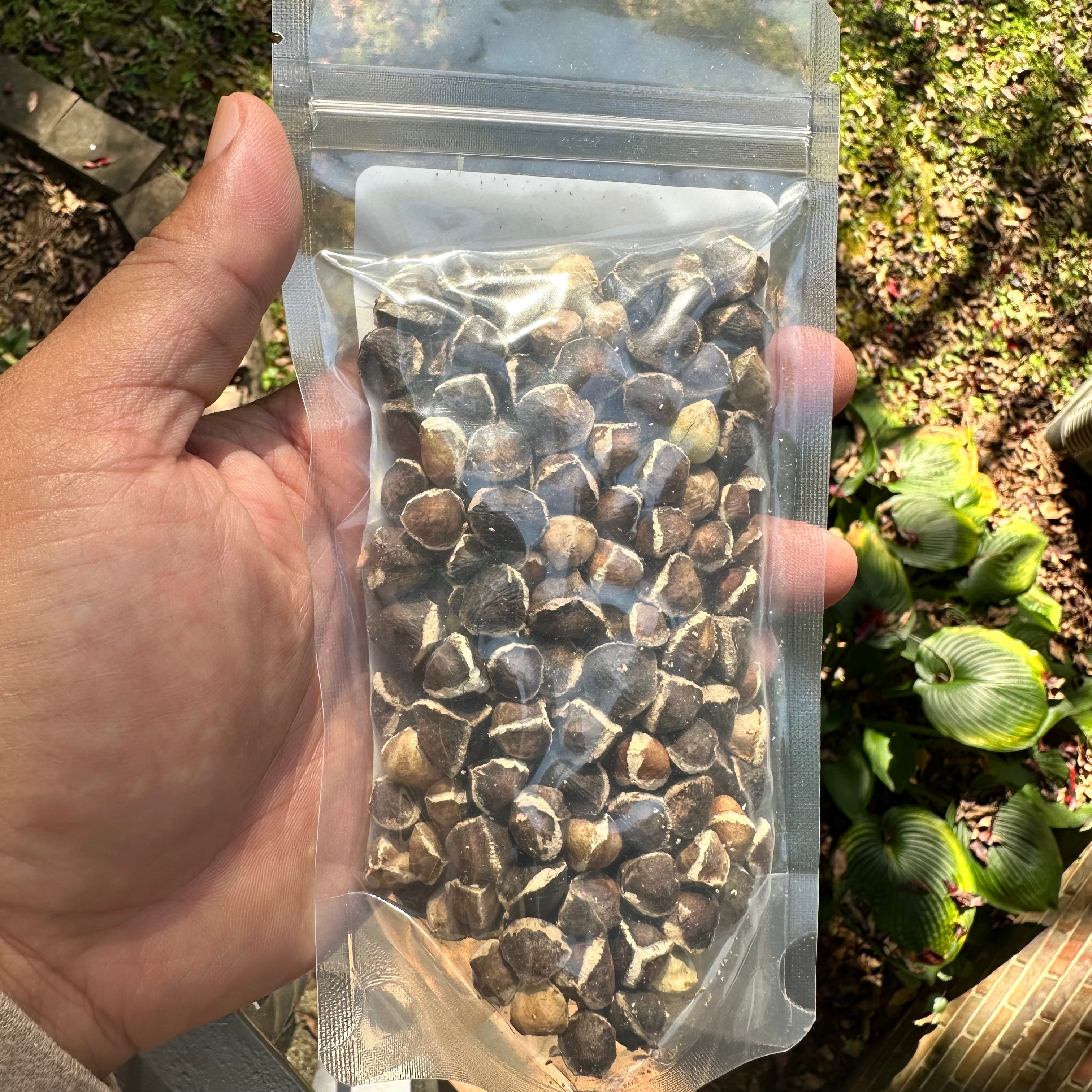 Jamaican Moringa Seeds