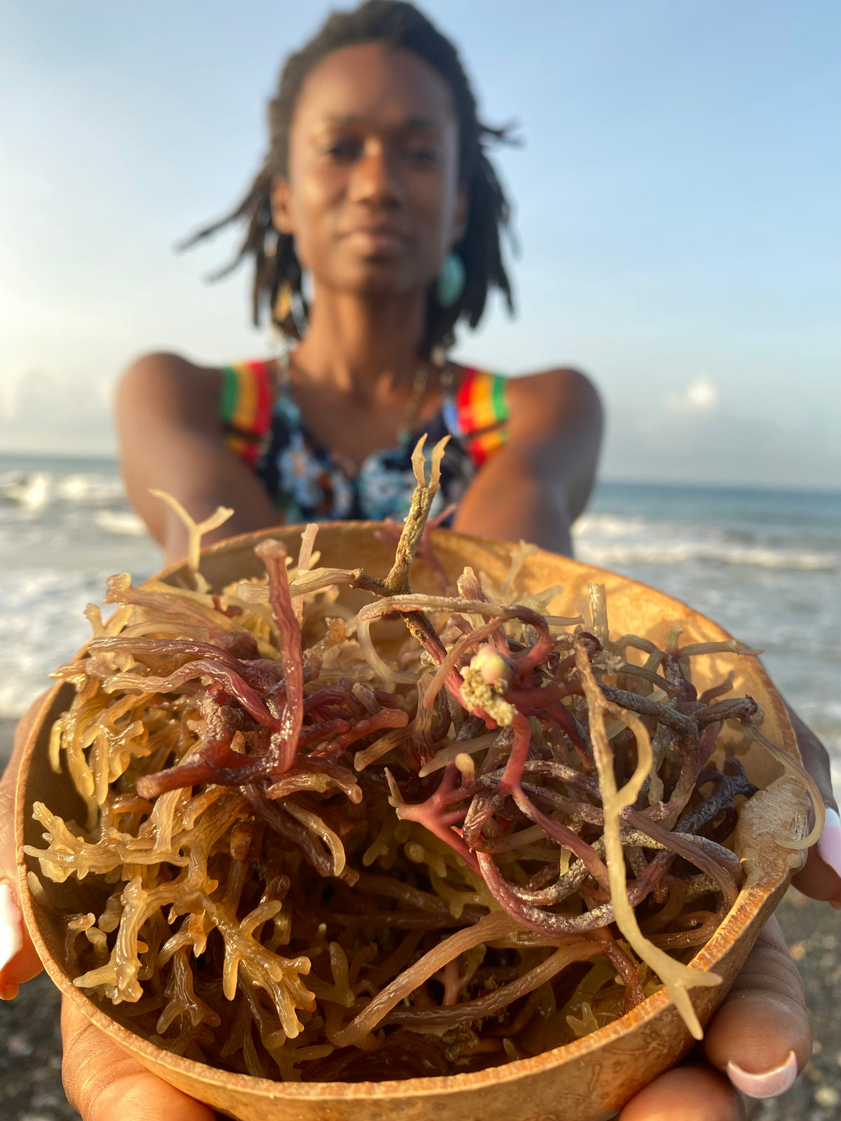 Jamaican Purple Gold Irish Sea Moss