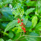 For Her - Jamaican Dogblood Herbal vegan capsules