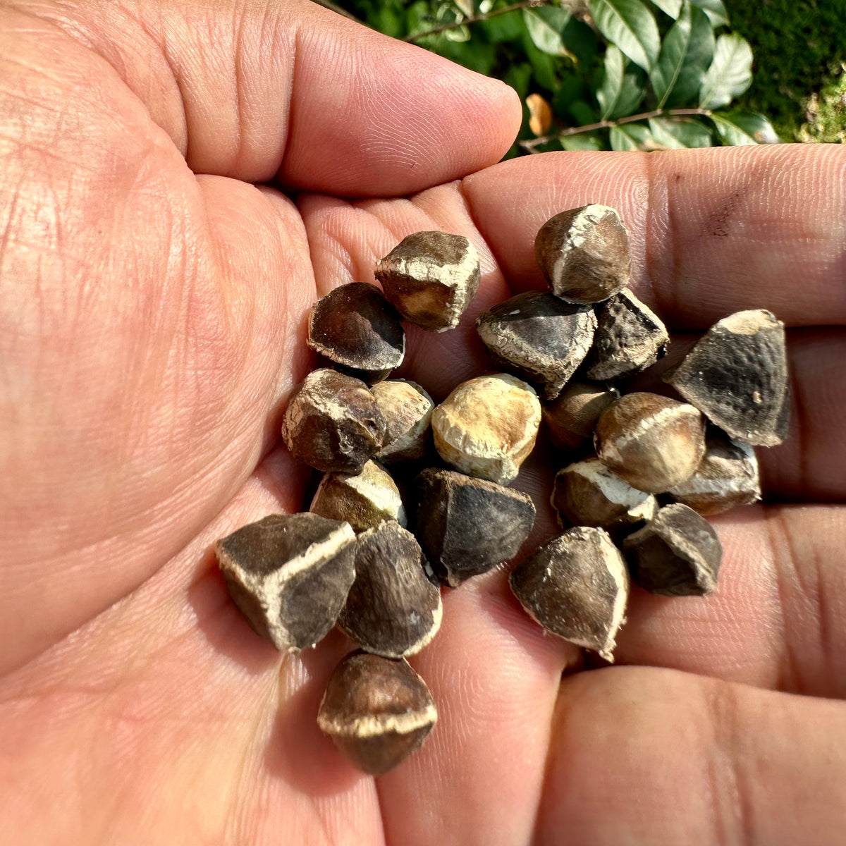 Jamaican Moringa Seeds
