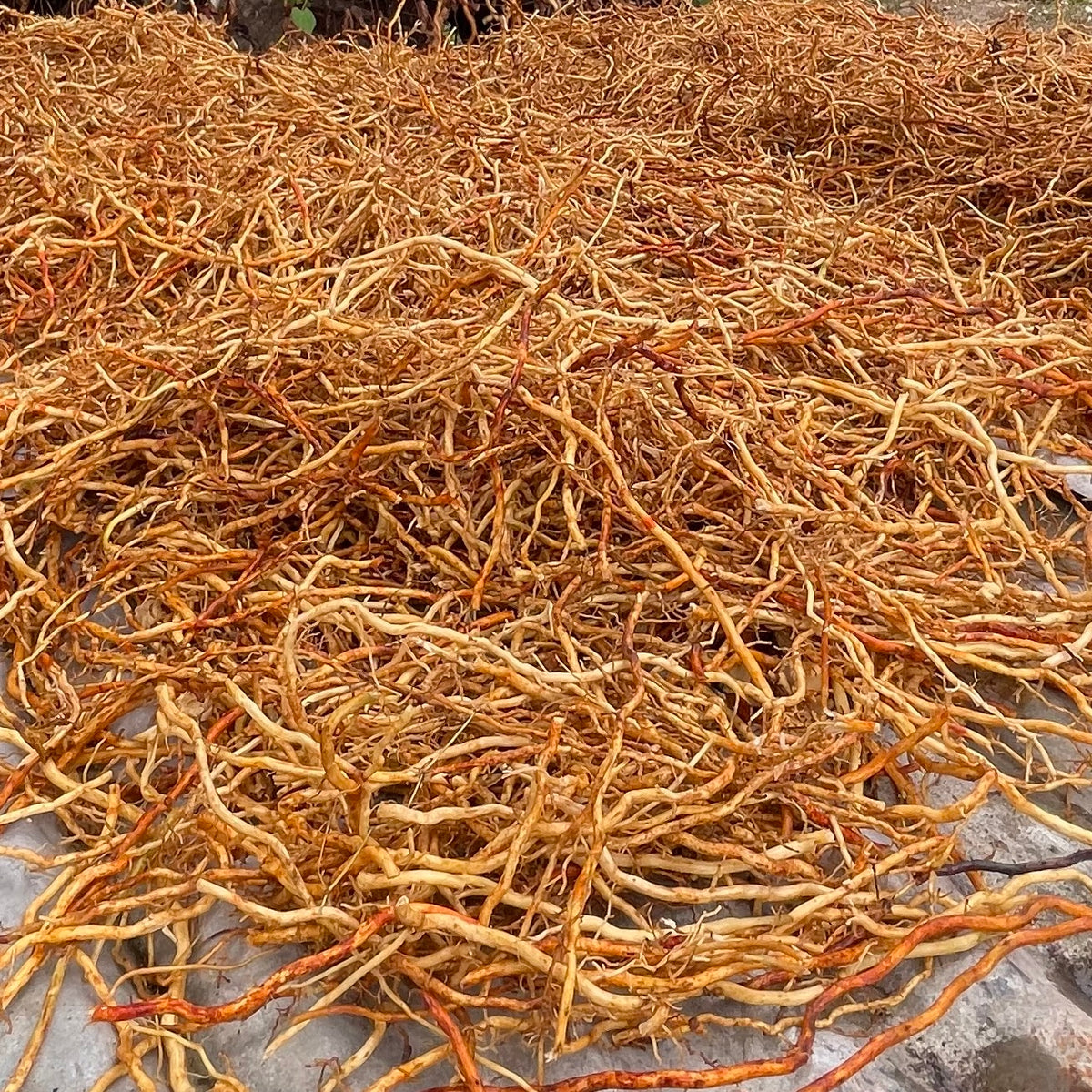 Jamaican Sarsaparilla Root, wildcrafted Dried, cut and sifted