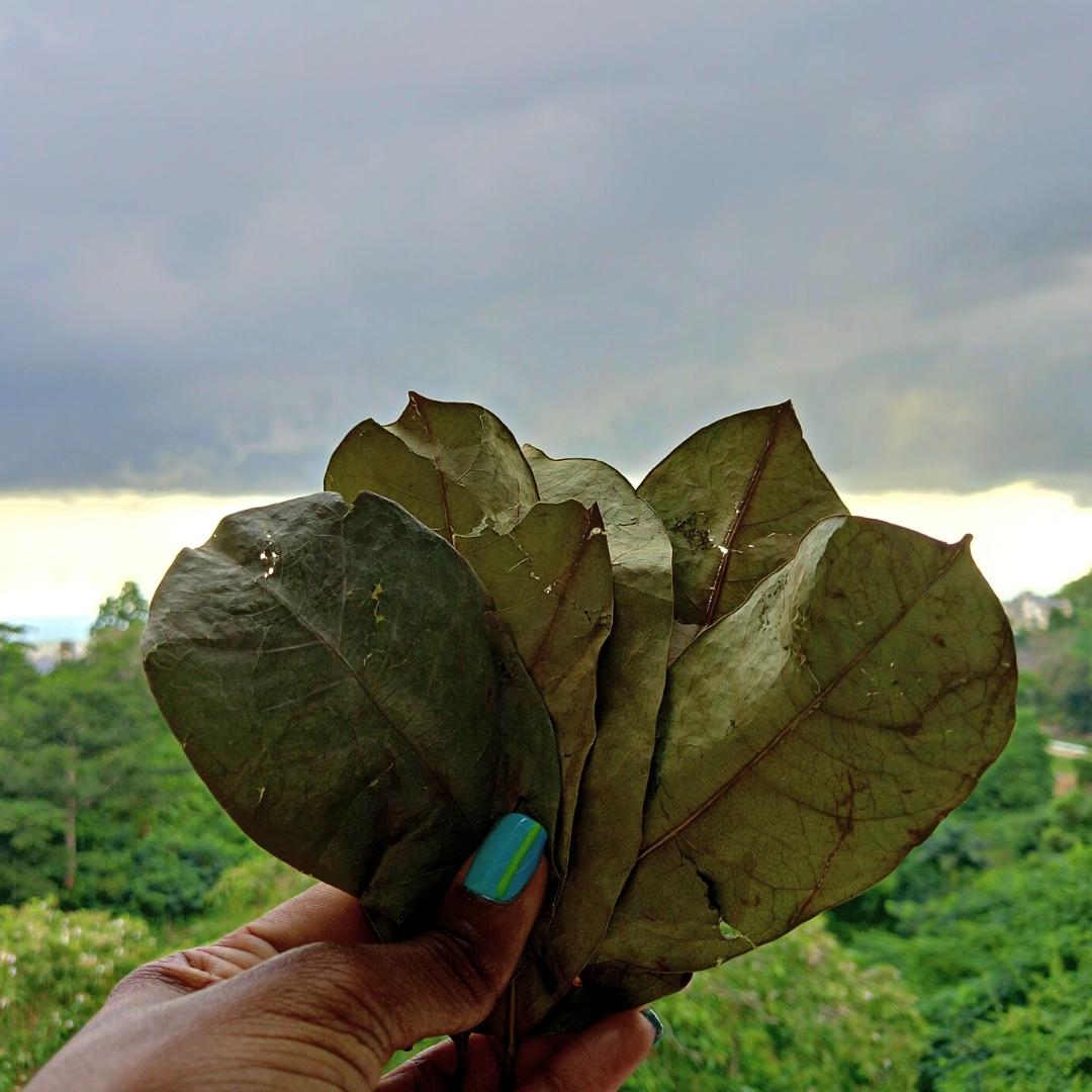 Jamaican Soursop Leaves