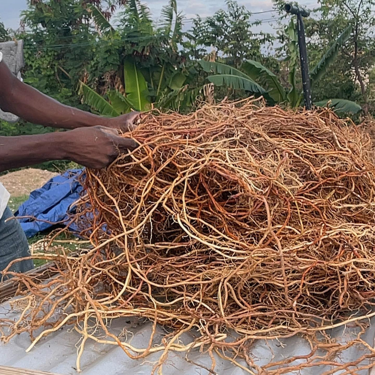 Jamaican Sarsaparilla Root, wildcrafted Dried, cut and sifted