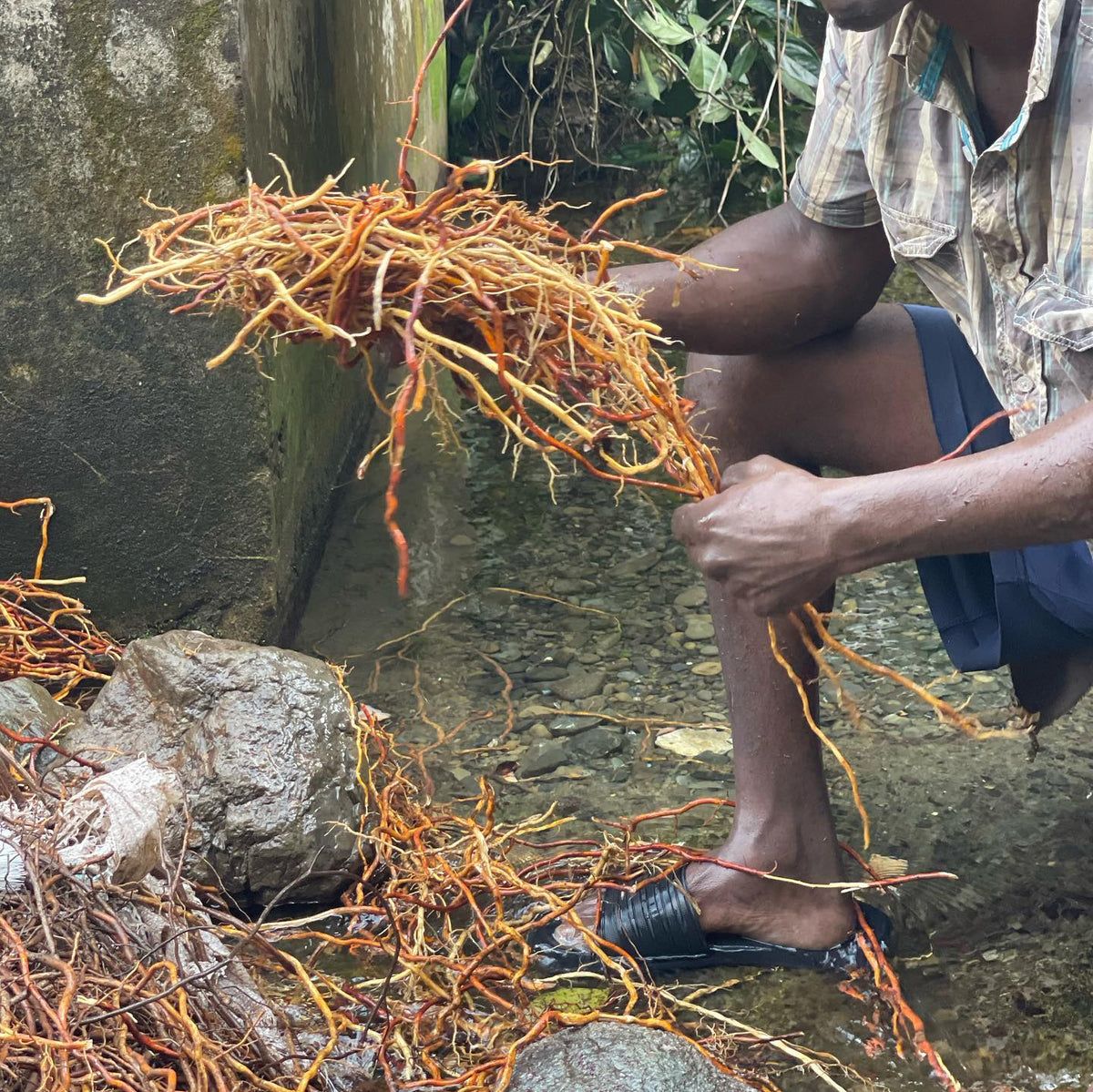 Jamaican Sarsaparilla Root, wildcrafted Dried, cut and sifted