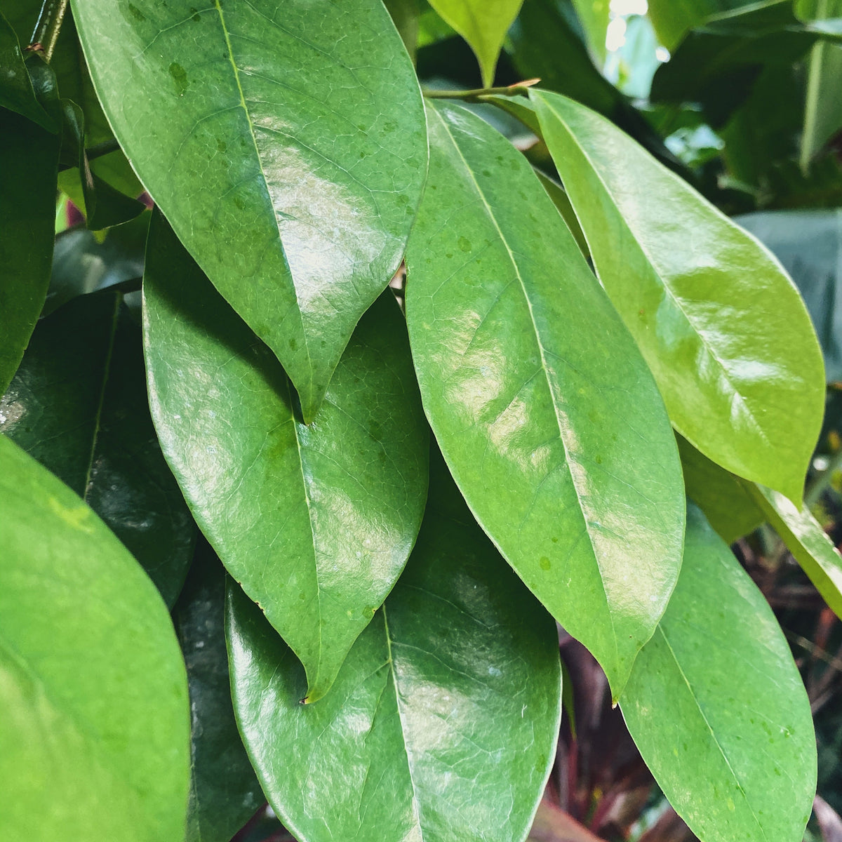 Jamaican Soursop Leaves