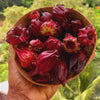 Jamaican Sorrel - Jahno Herbs