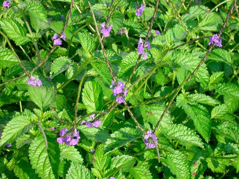 Jamaican Blue Vervain - 4 oz - Jahno Herbs