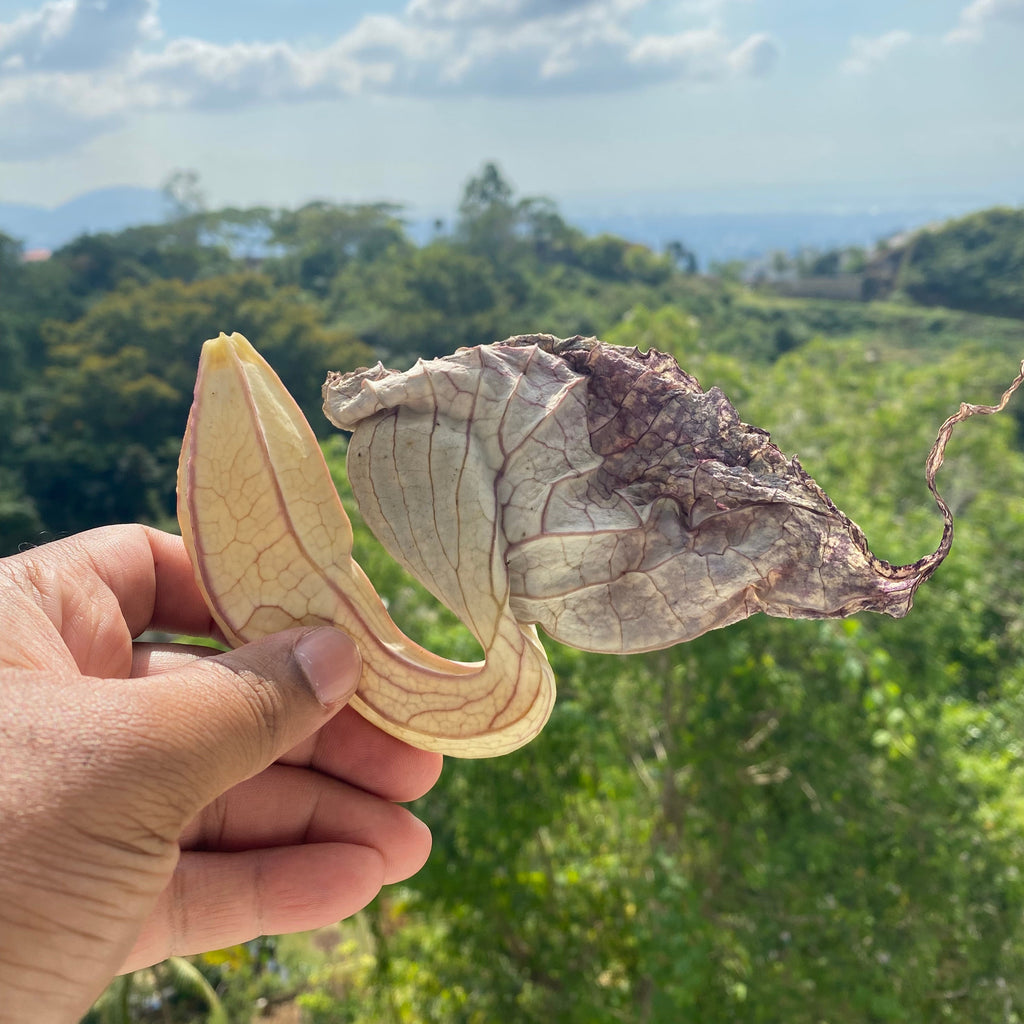 Duck Flower Detox - Flor de Pato, Palo Guaco, Alkaline Herbal Cleanse , Origins: Jamaica - Jahno Herbs