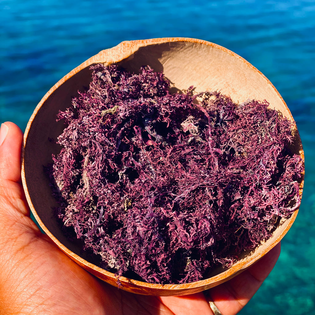 Jamaican Purple Sea Moss (Raw, Wildcrafted) - Jahno Herbs