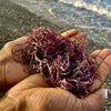 Jamaican Purple Gold Sea Moss (Raw, Wildcrafted) 2oz - Jahno Herbs