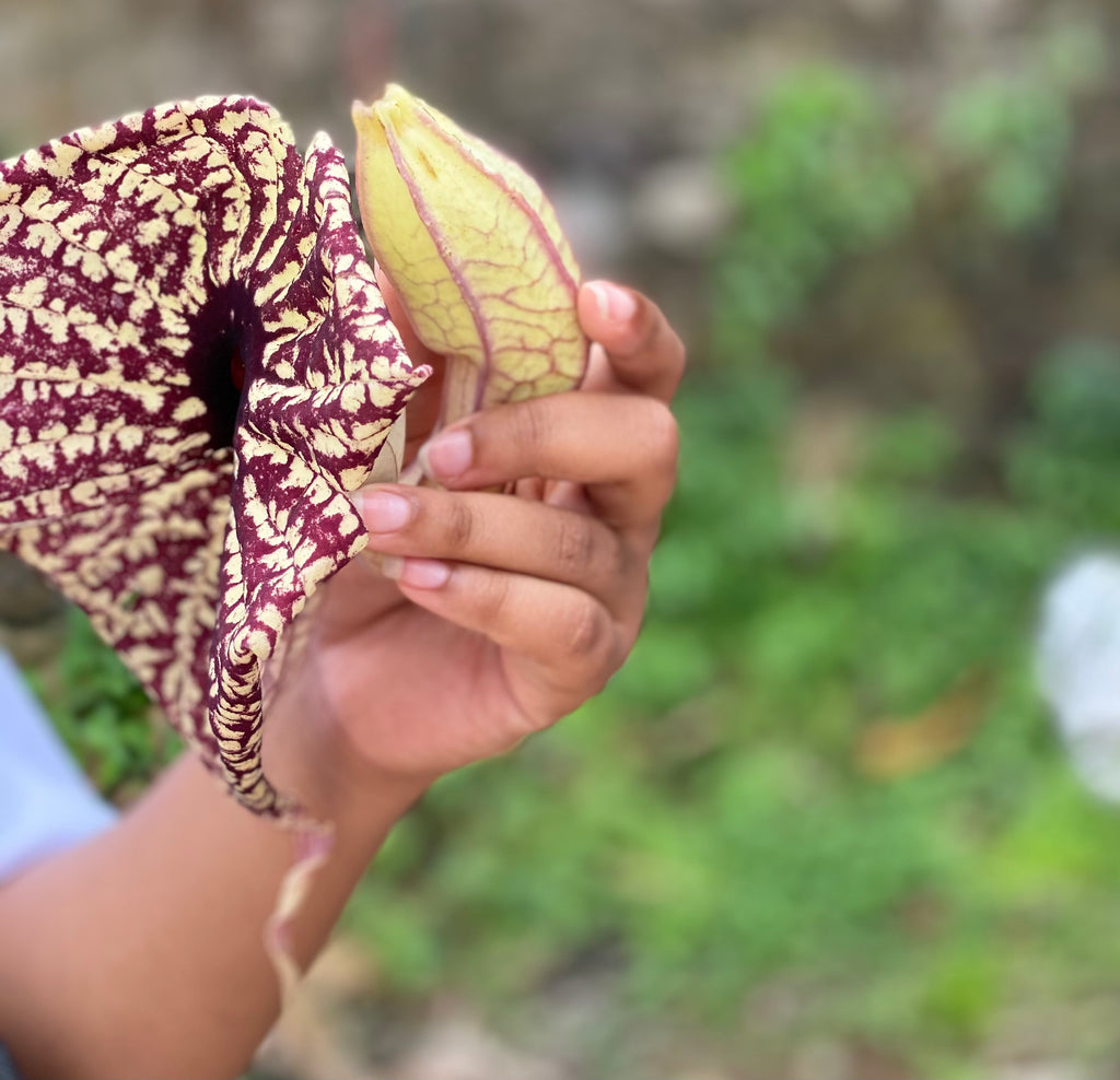 Duck Flower Detox - Flor de Pato, Palo Guaco, Alkaline Herbal Cleanse , Origins: Jamaica - Jahno Herbs