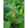 Jamaican Dog Blood Herb (Fertility Bush) Rivina Humilis - Jahno Herbs