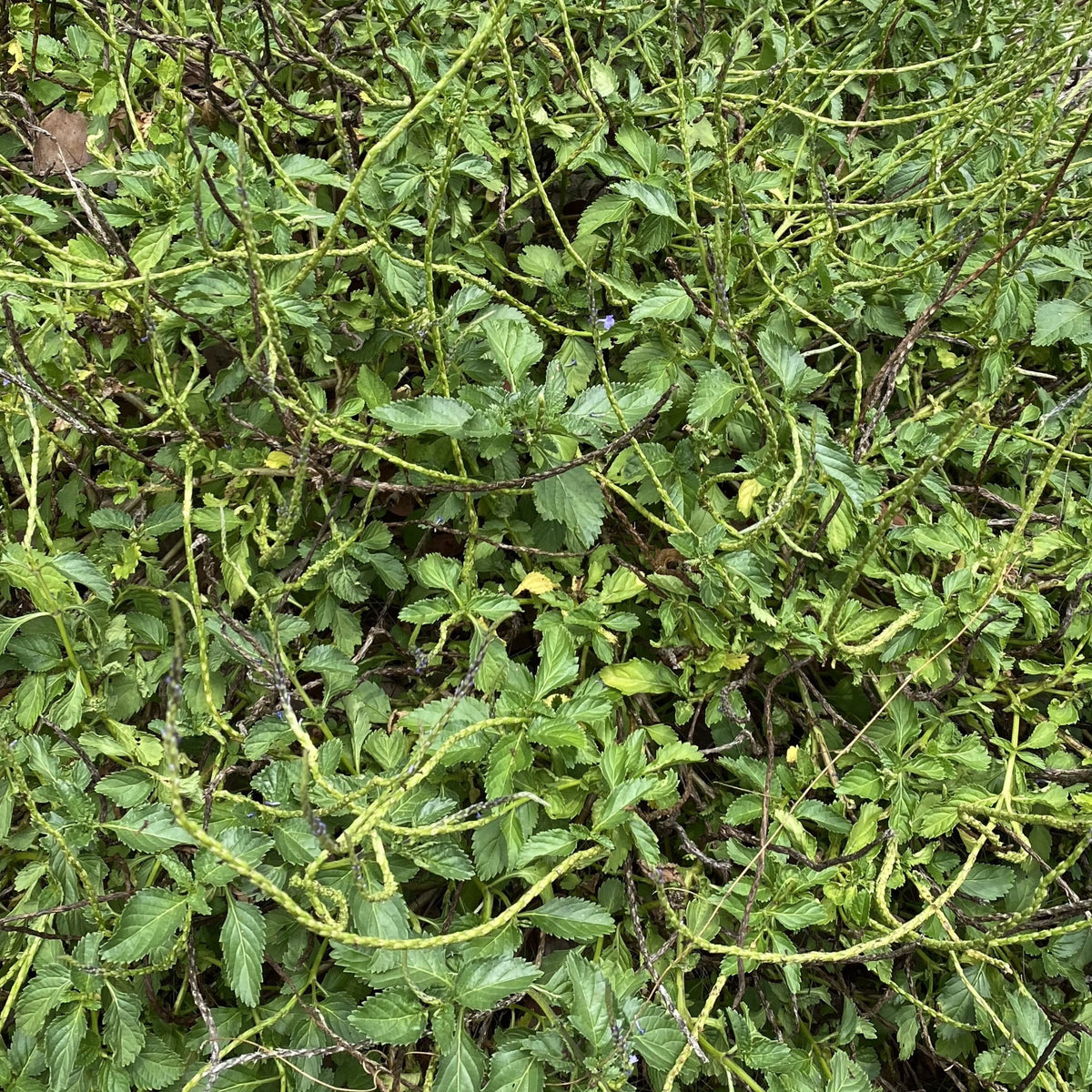 Jamaican Blue Vervain - 4 oz - Jahno Herbs