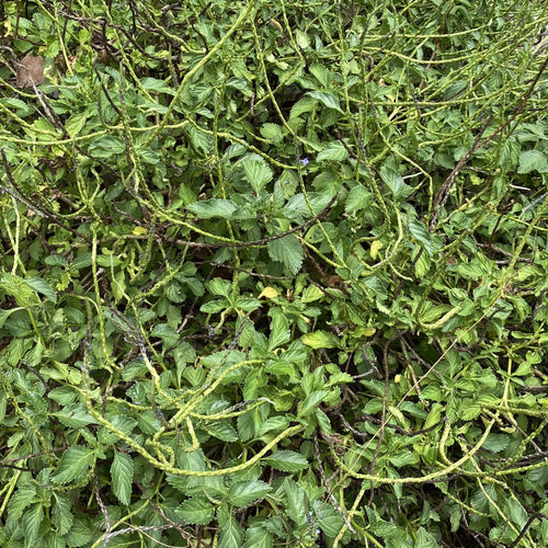 Jamaican Blue Vervain - 4 oz - Jahno Herbs