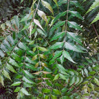 Jamaican Neem Capsules
