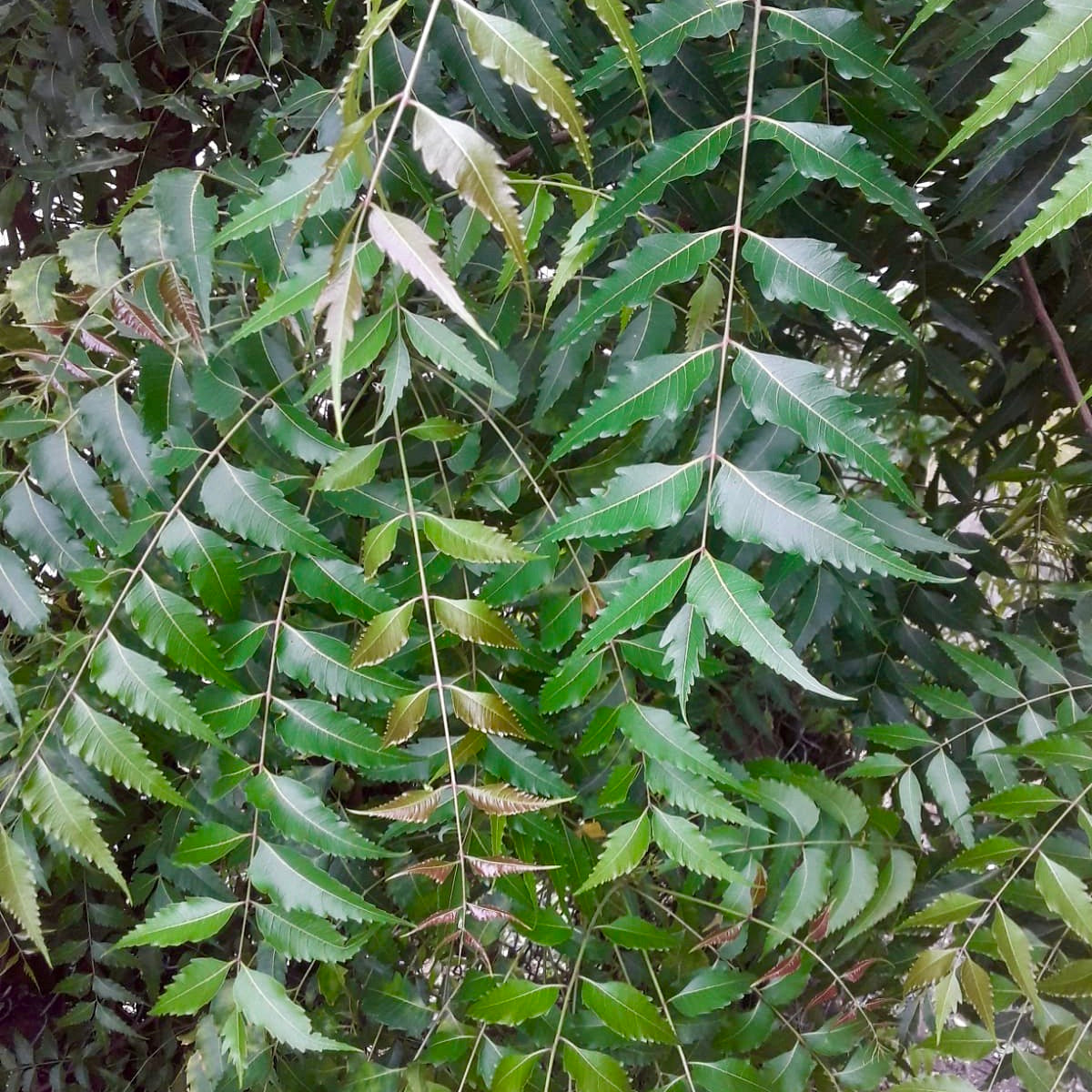 Jamaican Neem