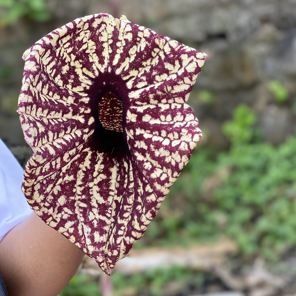 Duck Flower Detox - Flor de Pato, Palo Guaco, Alkaline Herbal Cleanse , Origins: Jamaica - Jahno Herbs