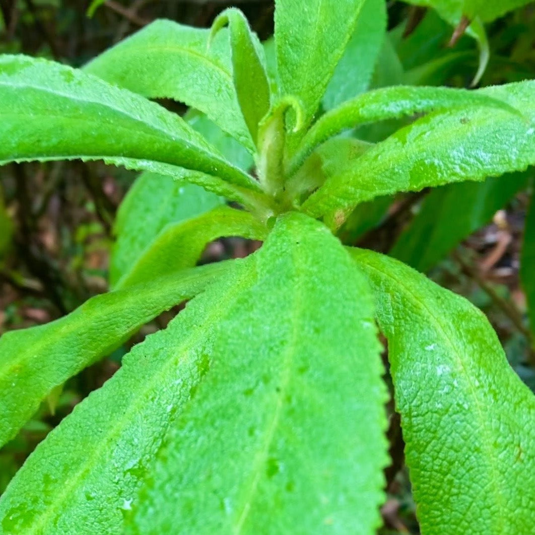 Jamaican Search Mi Heart Herb